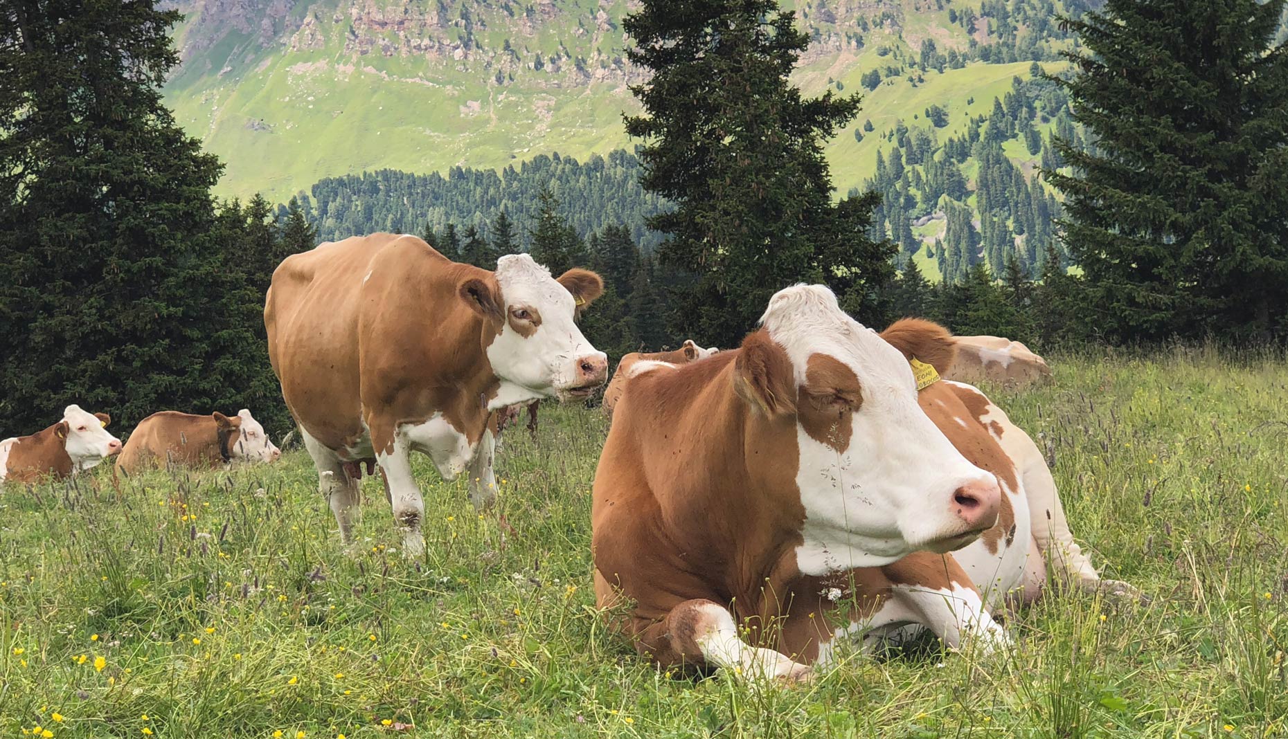 Benessere Animale Consorzio Trentino Salumi